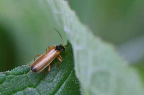 Réf. 255 601 : Rhagonycha lignosa